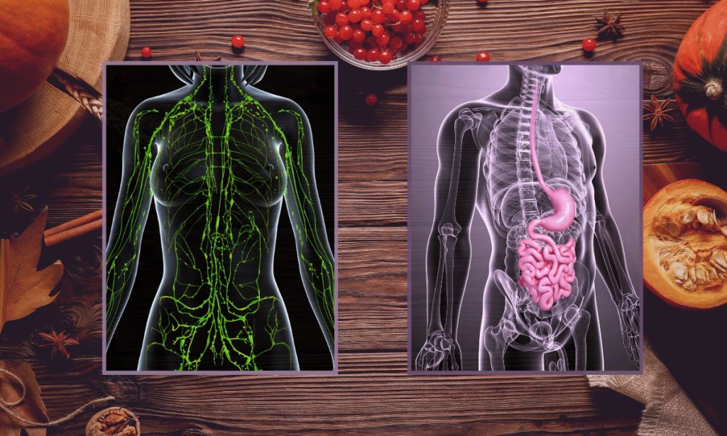 Explore our therapies and Get Your Body Holiday-Ready with Holistic Wellness - Colon Hydrotherapy Lymphatic Drainage Therapy