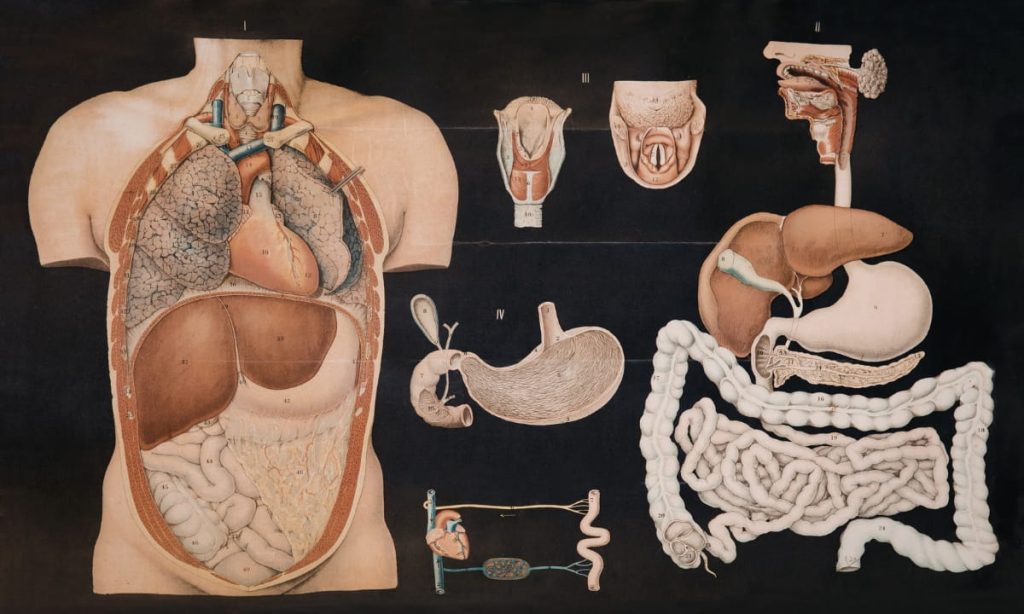 Minimal illustration of a digestive tract as a “control panel” with icons for stomach acid, bile flow, motility (MMC), mitochondria energy, and microbiome balance.